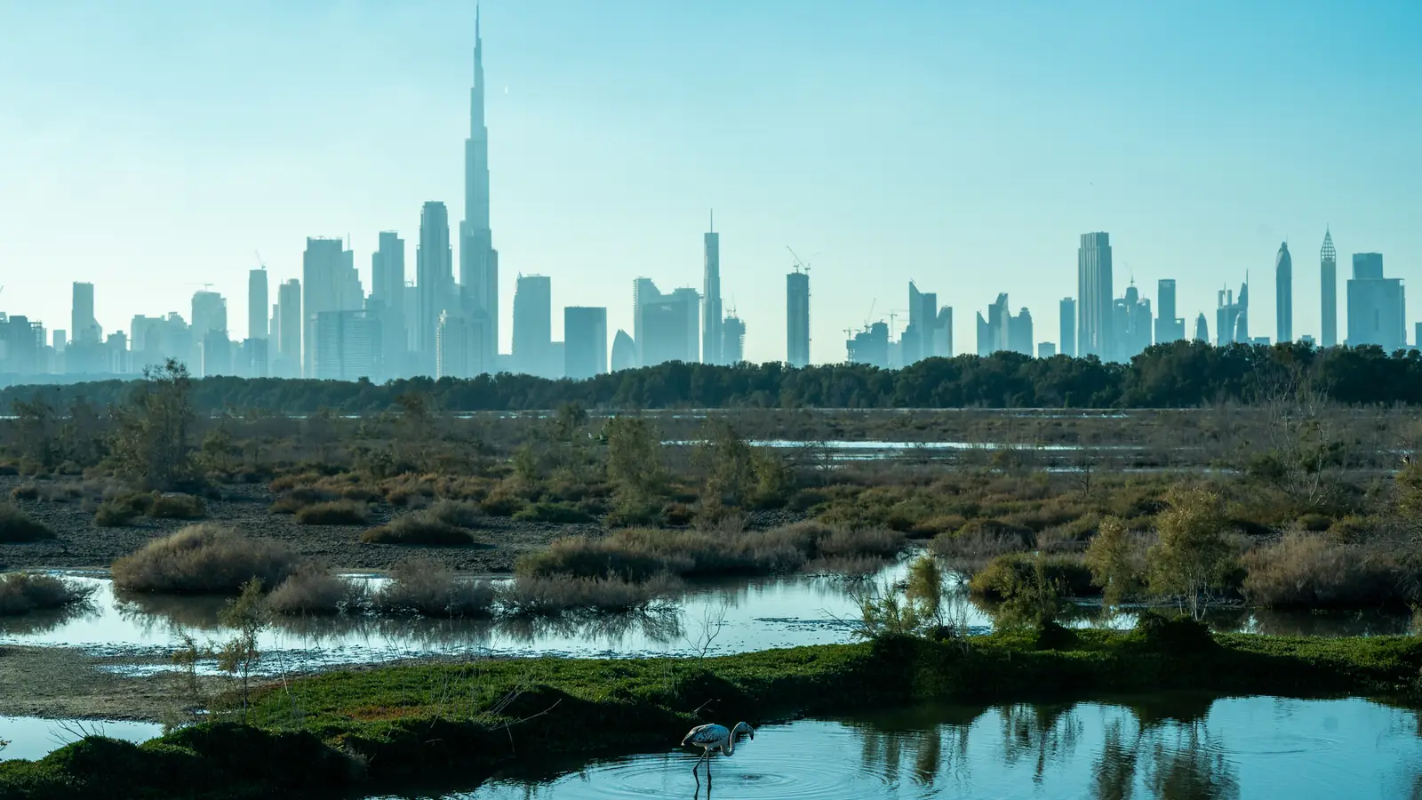 Skyline de Dubai com o Burj Khalifa ao fundo, visto das lagoas e da vegetação do santuário de Ras Al Khor, com um flamingo em primeiro plano.